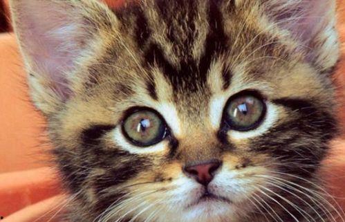 小猫可以吃酥瓜吗视频教程,酥瓜的妙用与喂食指南