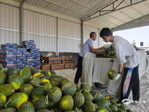 一口吃小瓜的视频大全,趣味视频大全，欢乐无限