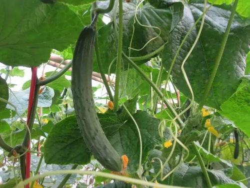 彩英吃瓜视频,揭秘娱乐圈幕后故事