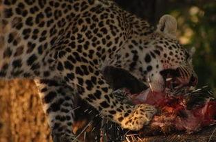 豹子吃哈密瓜视频大全,趣味视频大盘点