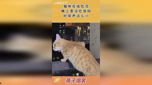 情侣吵架猫咪吃瓜视频,萌态十足引网友热议
