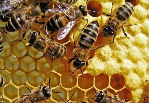 老瓜给蜜蜂吃可以吗视频,一场甜蜜的生态互动