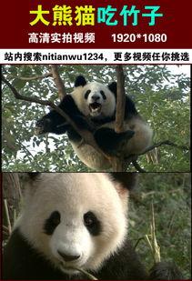 吃瓜熊猫人全部视频下载