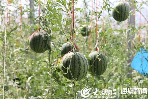 长垣吃瓜现场原视频,一场视觉盛宴的狂欢