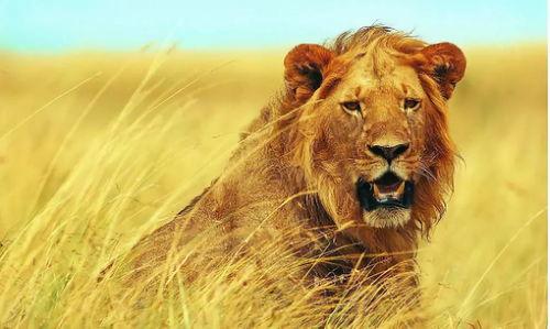 狮子吃瓜视频完整版,揭秘野生动物的趣味瞬间