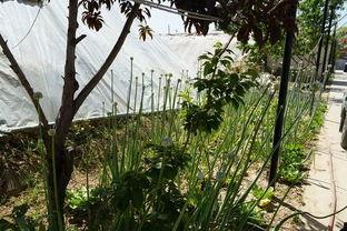 郑州学校长椅吃瓜视频,网友热议校园生活新现象